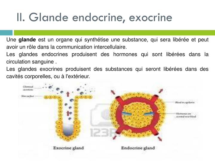 PPT  Les Glandes PowerPoint Presentation  ID5777346