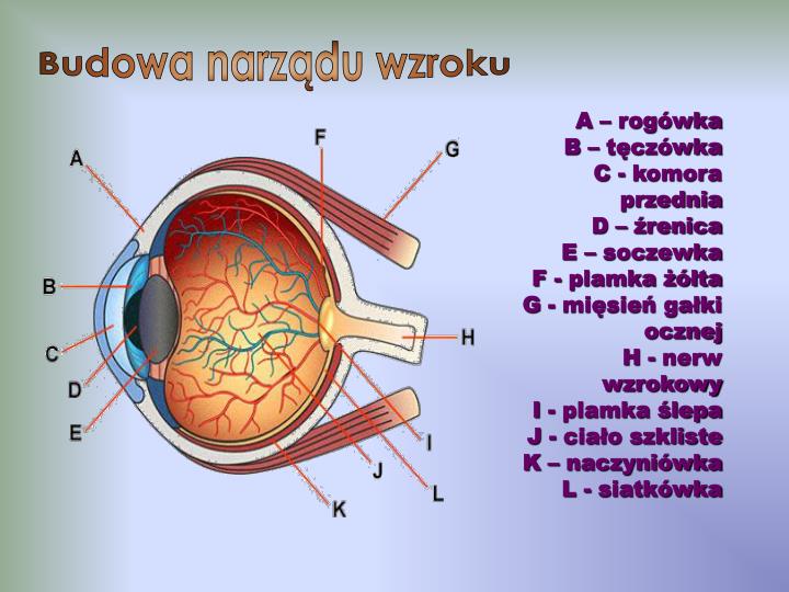 Tarcza Nerwu Wzrokowego Jest Miejscem Najostrzejszego Widzenia PPT - Przyrządy optyczne PowerPoint Presentation - ID:5782235