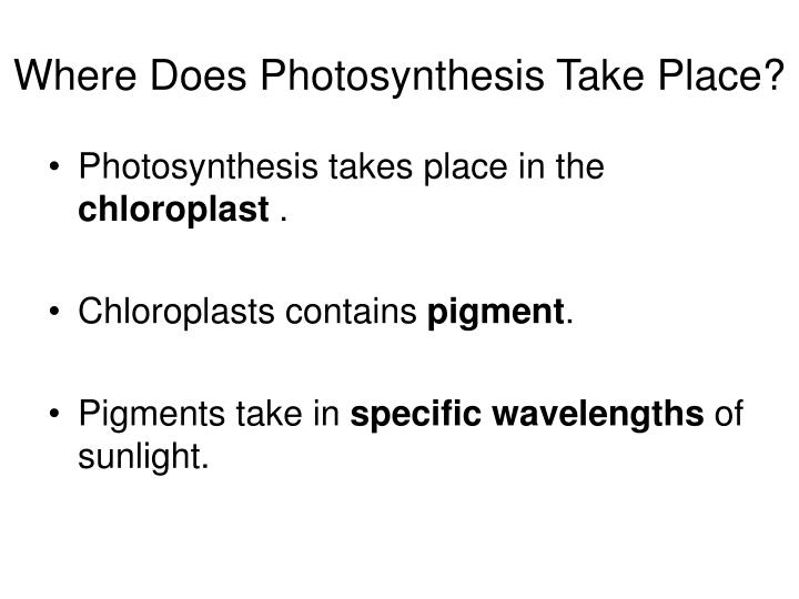 where does photsynthesis take place where does photsynthesis take place