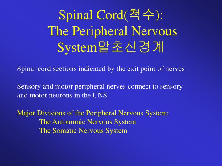 PPT - Nervous System( 신경계 ) PowerPoint Presentation - ID:5808896