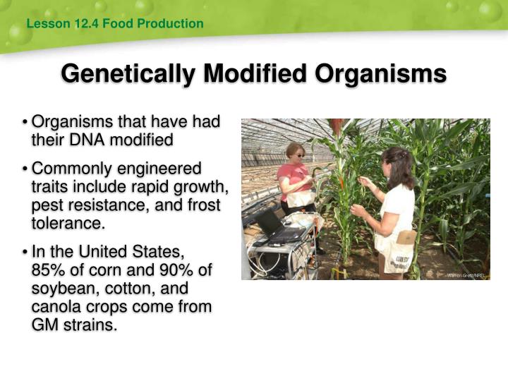genetically modified food and crops essay Introduction to genetically modified organisms (gmos) a genetically modified organism (gmo) is an organism or microorganism whose genetic material has been altered to contain a segment of dna from another organism. genetically modified food and crops essay Introduction to genetically modified organisms (gmos) a genetically modified organism (gmo) is an organism or microorganism whose genetic material has been altered to contain a segment of dna from another organism.