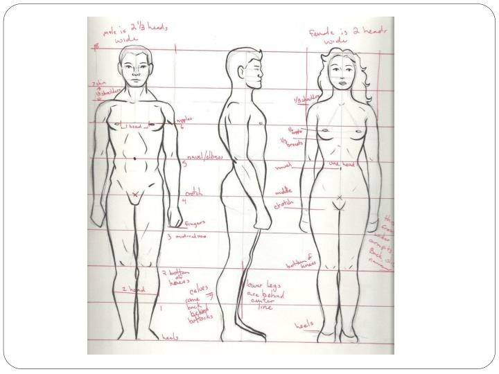 contour and gesture drawing