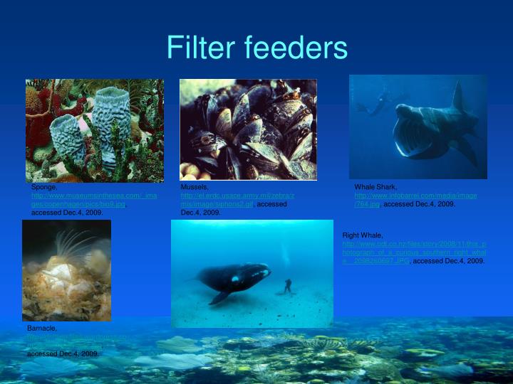 ppt-ocean-life-consumers-powerpoint-presentation-id-5819620