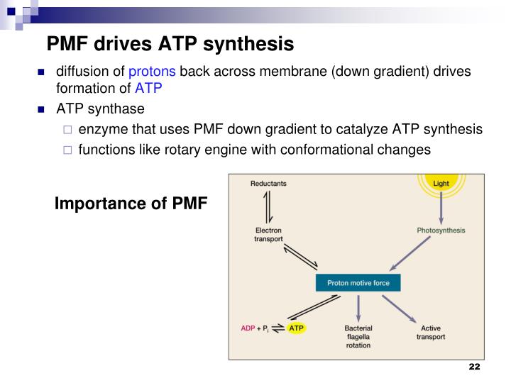 enzyme structure and function essay `an enzyme’s active site binds substrates now that you know the basic principles of protein structure and function you can understand: protein and proteome. enzyme structure and function essay `an enzyme’s active site binds substrates now that you know the basic principles of protein structure and function you can understand: protein and proteome.