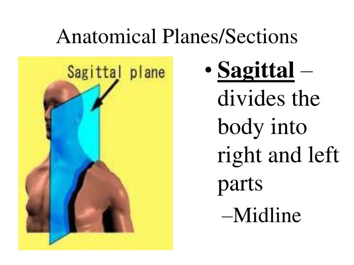 Ppt Lecture 1 Part 2 Introduction To Anatomical Directions And