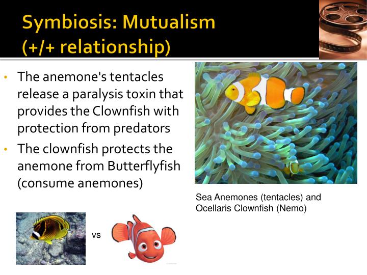 symbiotic vs symbiosis