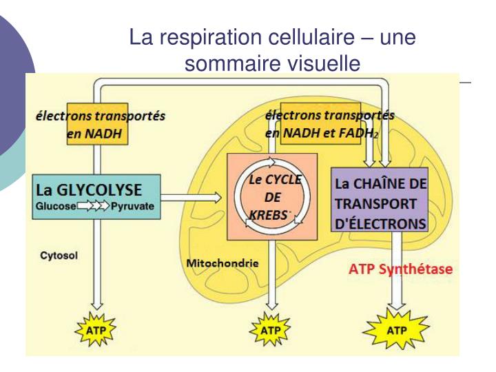 La Respiration Cellulaire De Tout être Vivant Produit : PPT - Notes 7: La respiration cellulaire. Partie 3: La chaîne de