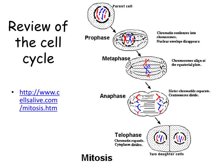 happy ultraviolet and mutated cell cycle Icals, ultraviolet light (uv)-induced base damage, plus single- in cell-cycle progression (checkpoint activation) product mutated in a-t and dna repair . happy ultraviolet and mutated cell cycle Icals, ultraviolet light (uv)-induced base damage, plus single- in cell-cycle progression (checkpoint activation) product mutated in a-t and dna repair .