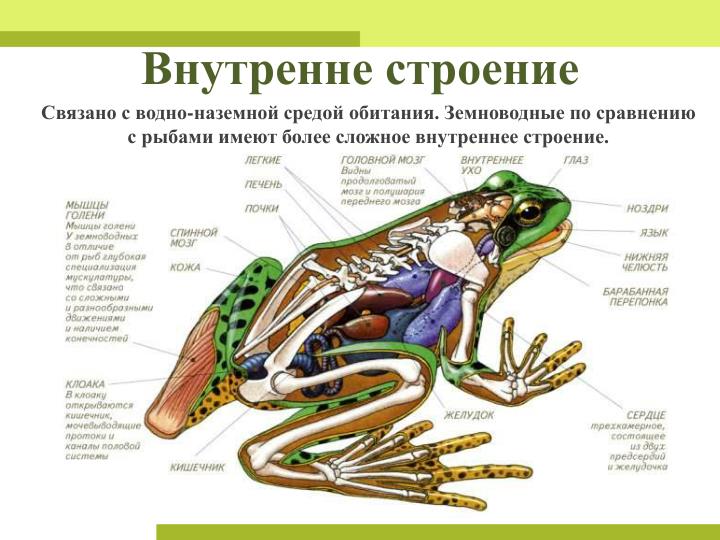 Особенности строения земноводных связанные с водной средой Особенности строения земноводных связанные с водной средой