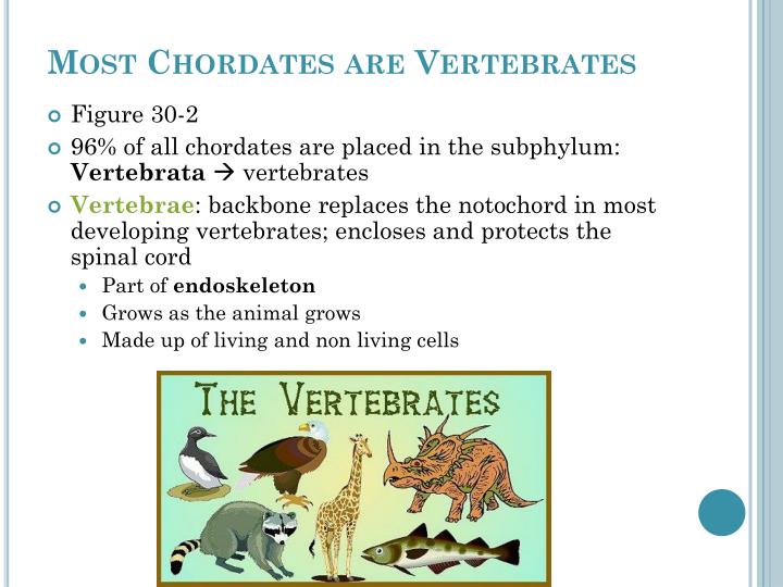 PPT - Nonvertebrate Chordates, Fishes, and Amphibians PowerPoint