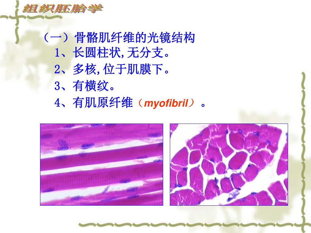 图1-3-94骨骼肌肌原纤维和肌节超微结构示意图-基础医学-医学