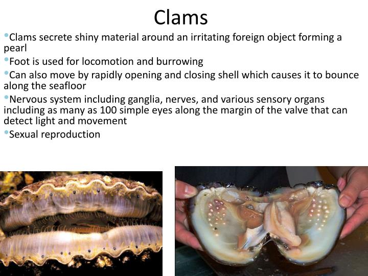PPT Phylum Mollusca PowerPoint Presentation ID6100279