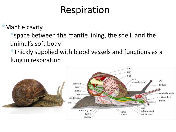 PPT - Phylum Mollusca PowerPoint Presentation - ID:6100279 PPT - Phylum Mollusca PowerPoint Presentation - ID:6100279