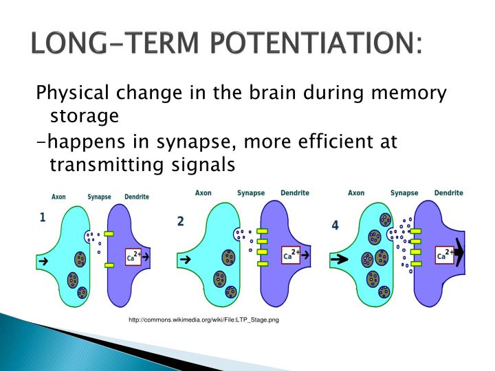 PPT - MEMORY : PowerPoint Presentation - ID:6121038