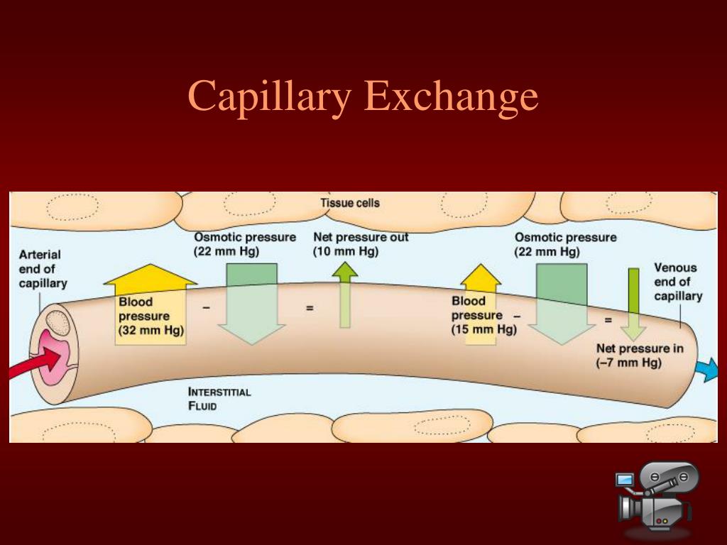 Ppt Circulation And Gas Exchange Powerpoint Presentation Free