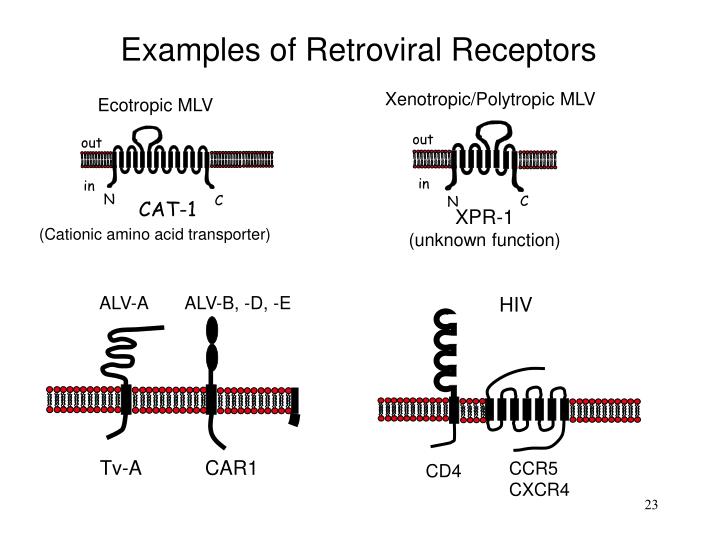Retrovirus Examples
