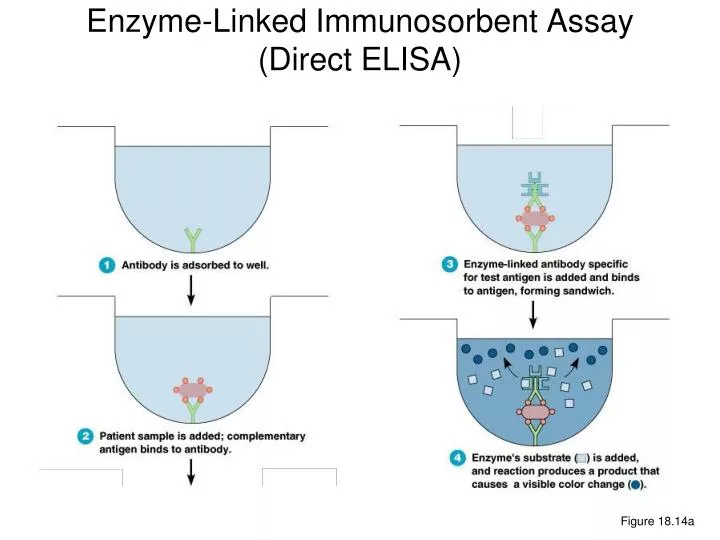 ppt-enzyme-linked-immunosorbent-assay-direct-elisa-powerpoint