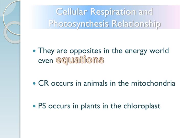 Cellular Respiration And Photosynthesis Equations E Biznes Info Cellular Respiration And Photosynthesis Relationship
