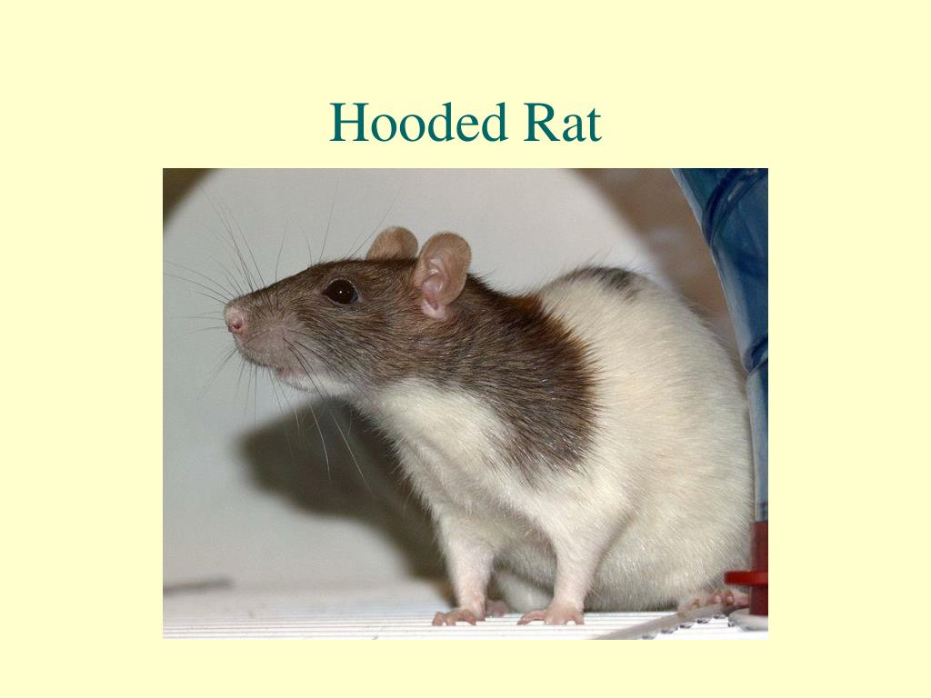 Hood rat solo best adult free images
