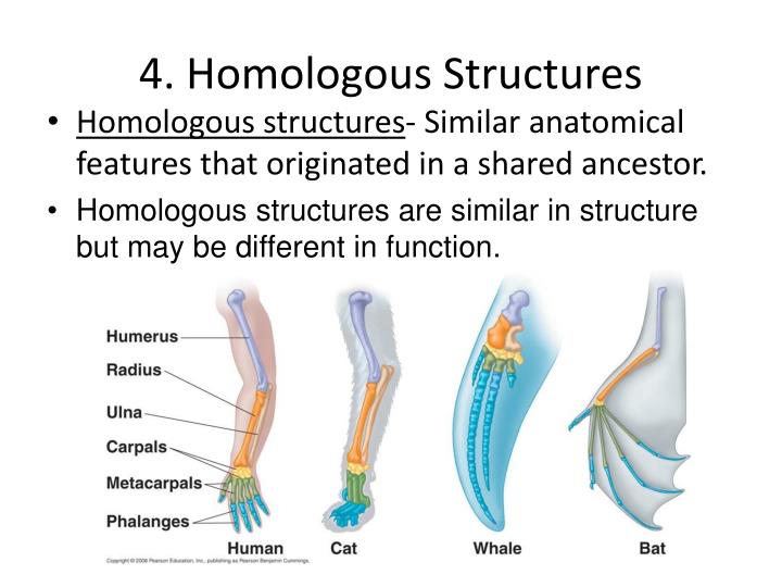 download homologous structures for free