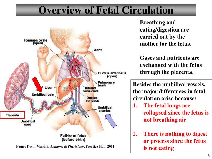 2 Replies to Fetal Circulation Made Easy