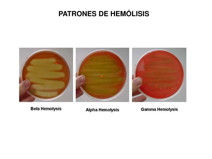 Ppt Taller De Pruebas BioquÍmicas BÁsicas Utilizadas En El Laboratorio De MicrobiologÍa 9687