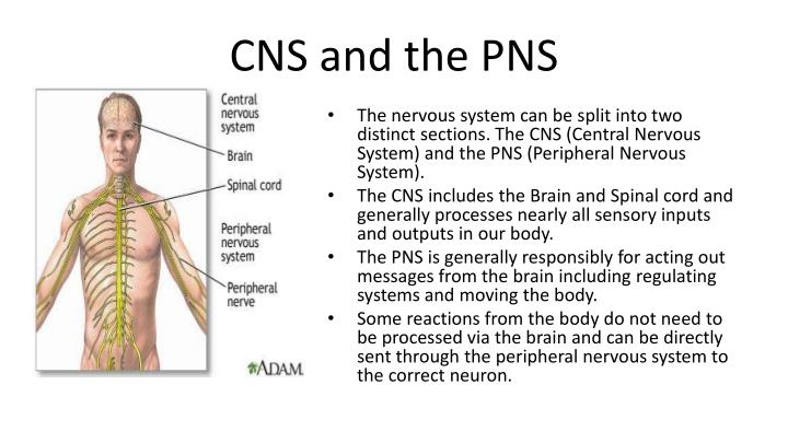 Neuronโs and The Nervous System PowerPoint Presentation Biology Diagrams