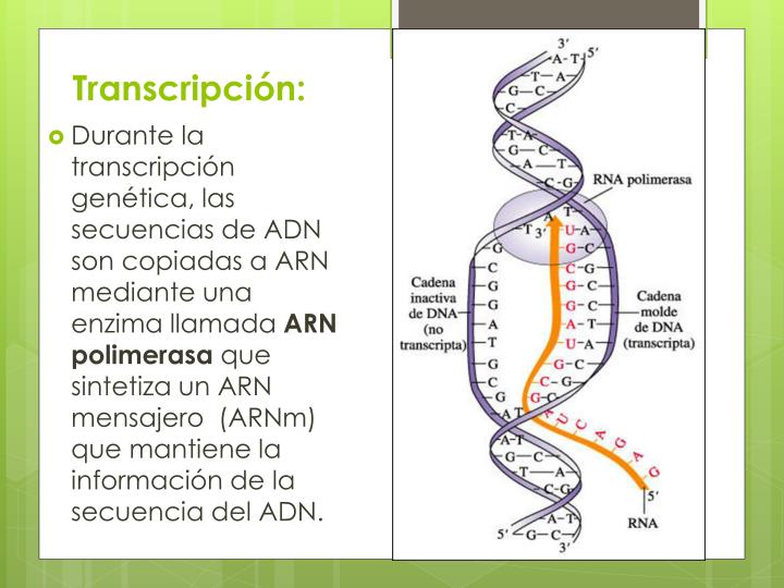 PPT - Expresión Del Material Genético PowerPoint Presentation - ID:6339997