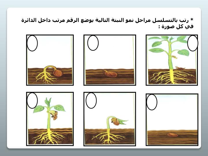 كيف تنمو البذره لتصبح نبته صغيره