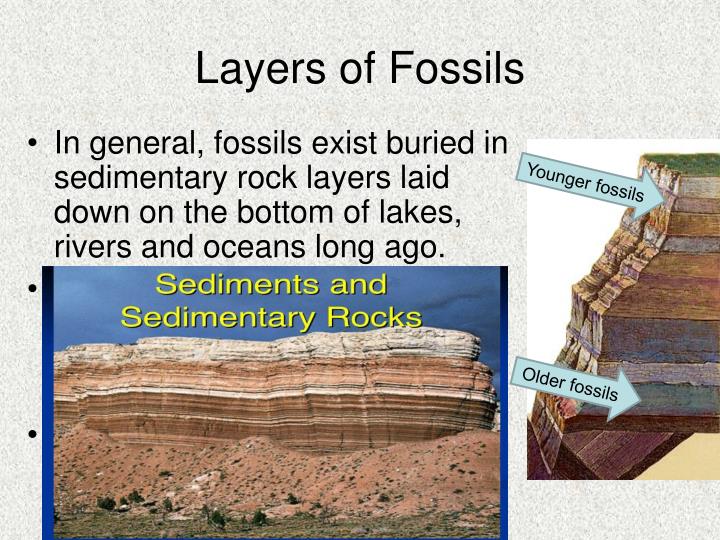 PPT Evolution and Diversity of Life PowerPoint Presentation ID6406912