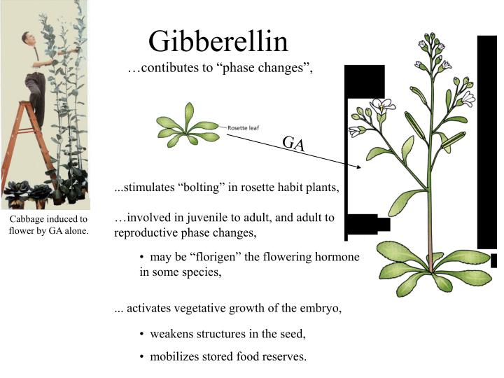 an analysis of the effect of gibberellin on varieties of pea plants As studied under laboratory conditions specifically what the effect of gibberellin is on these plants the hypotheses tested were 1) gibberellin did spur growth in both varieties of plant all the hypotheses were supported. an analysis of the effect of gibberellin on varieties of pea plants As studied under laboratory conditions specifically what the effect of gibberellin is on these plants the hypotheses tested were 1) gibberellin did spur growth in both varieties of plant all the hypotheses were supported.