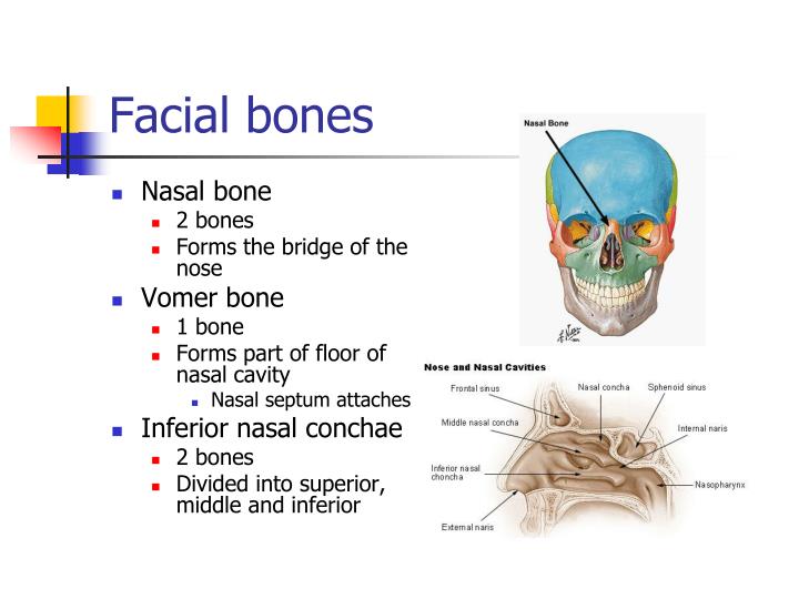 How Many Bones In The Face And Head / Bones of the human skull