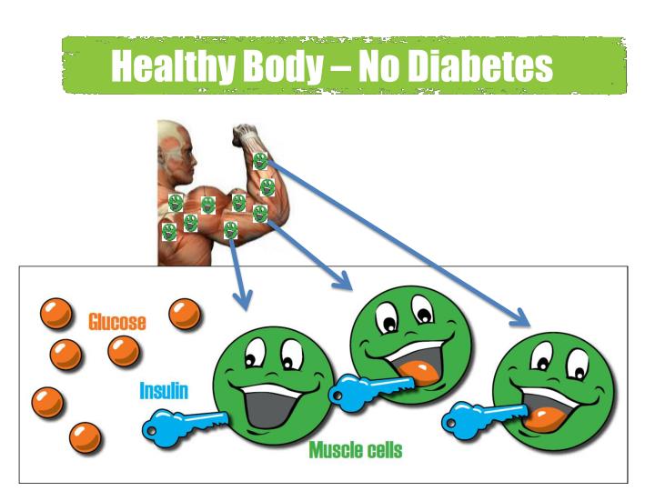 What organ deals with diabetes