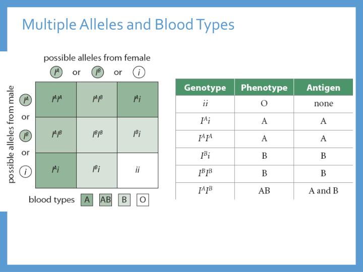 multiple-alleles-blood-type-worksheet-answers