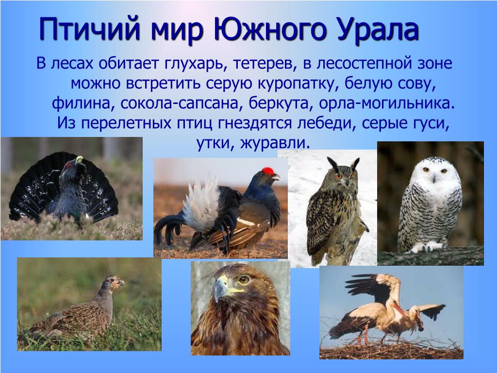 Хищные Птицы Курганской Области Фото С Названиями