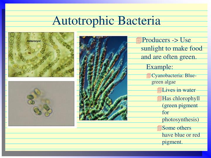 PPT Classifying Living Organisms PowerPoint Presentation