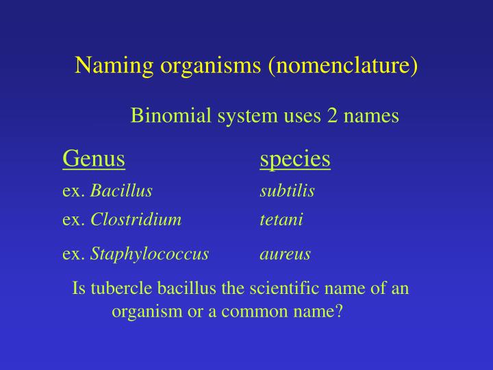 PPT - Classification of Bacteria PowerPoint Presentation - ID:6490953
