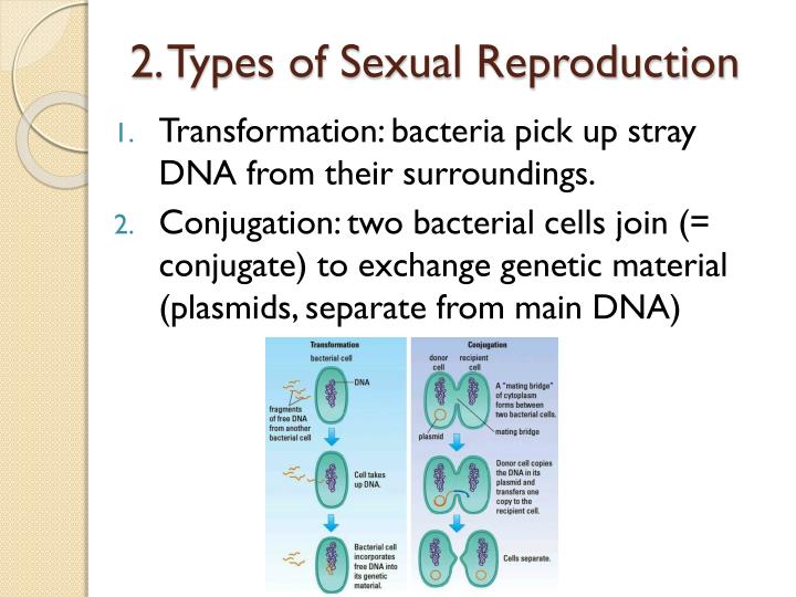 Methods of sexual reproduction of bacteria