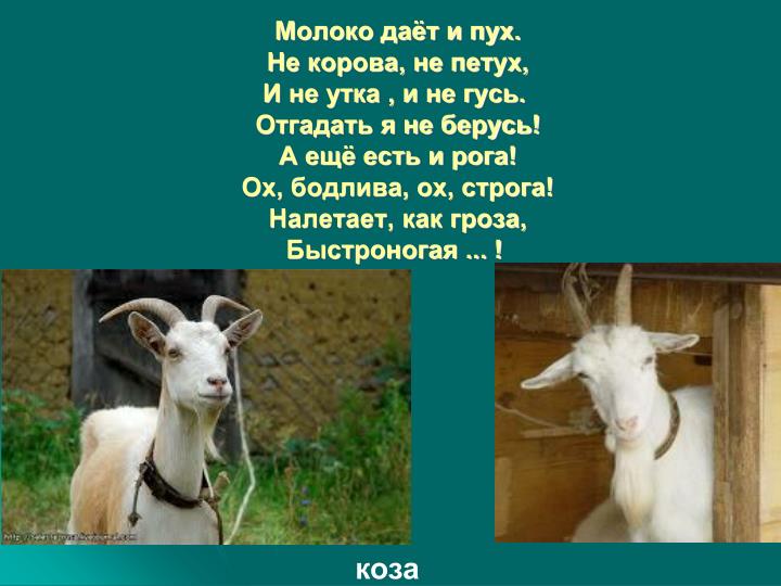 Стих молоко дает корова в Стих молоко дает корова в