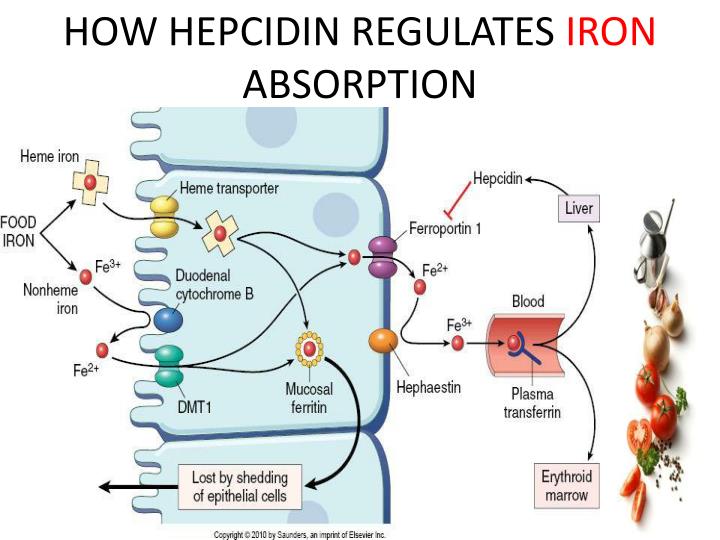 Hepcidin And Regulation Of Iron Absorption And