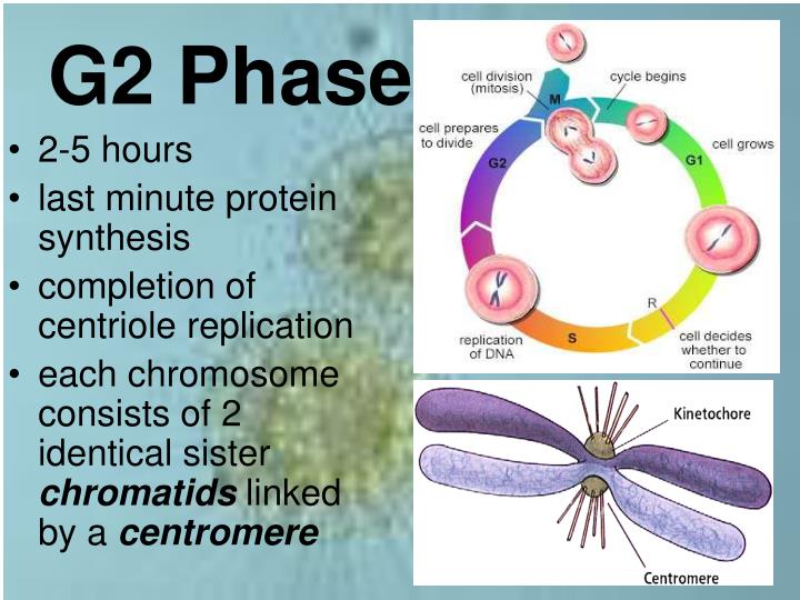 Reproduction PowerPoint Presentation Biology Diagrams