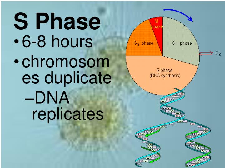 Reproduction PowerPoint Presentation Biology Diagrams