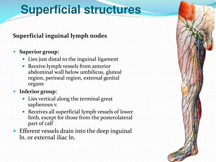 Superficial And Deep Inguinal Lymph Nodes