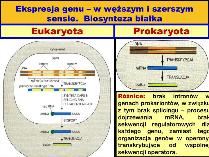 Kuliste Komórki W Których Odbywa Się Synteza Białek PPT - Genetyka ogólna Biosynteza białka (transkrypcja i translacja