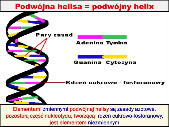 Co To Jest Transkrypcja Biologia PPT - Genetyka ogólna Biosynteza białka (transkrypcja i translacja