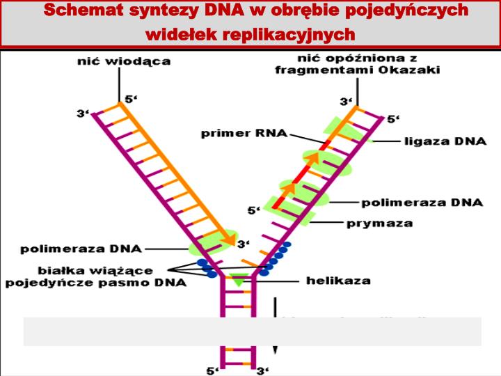 Co To Jest Transkrypcja Biologia PPT - Genetyka ogólna Biosynteza białka (transkrypcja i translacja