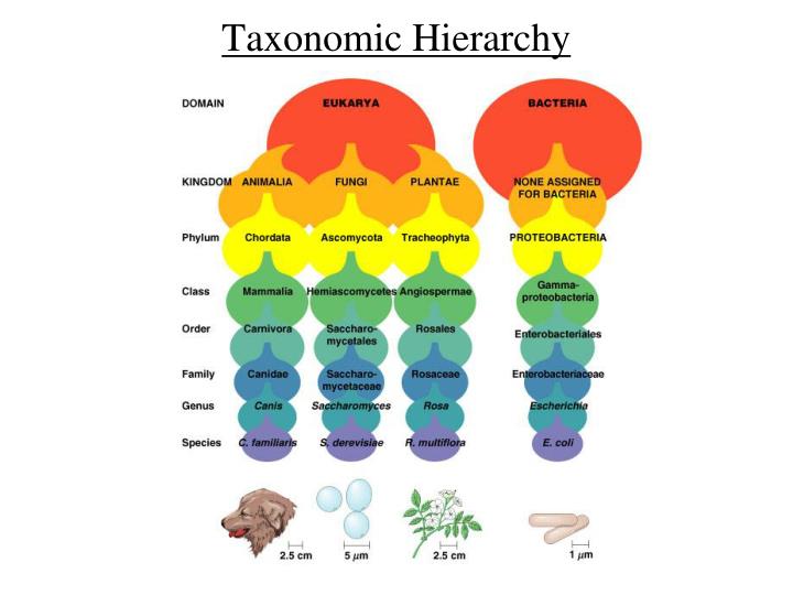 Taxonomic Hierarchy Mnemonic