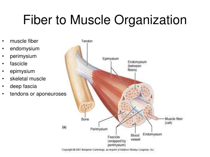 PPT - Microscopic Anatomy of Skeletal Muscle PowerPoint Presentation