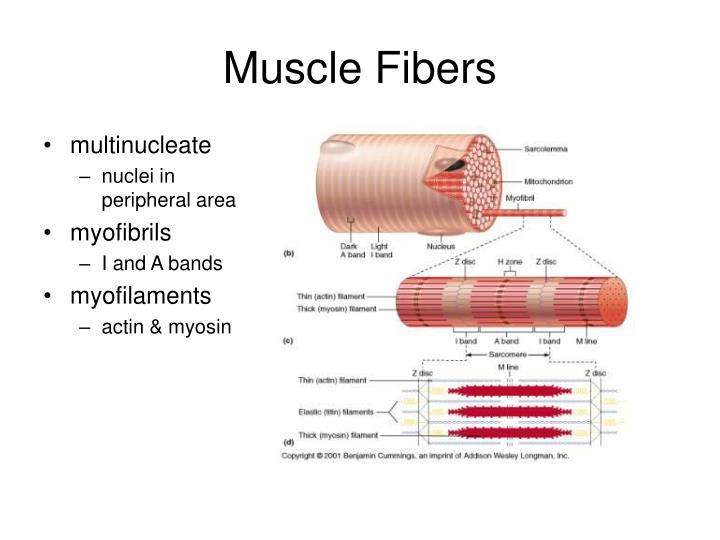 PPT - Microscopic Anatomy of Skeletal Muscle PowerPoint Presentation