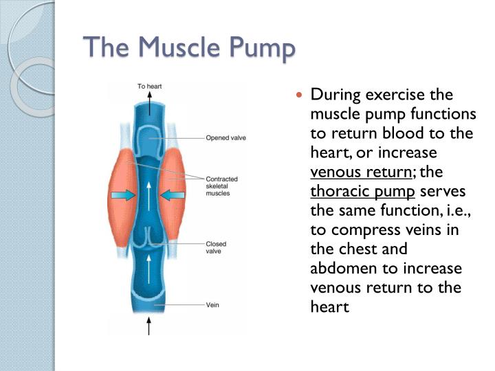 PPT Cardiovascular Response to Acute Exercise PowerPoint Presentation ID6593629